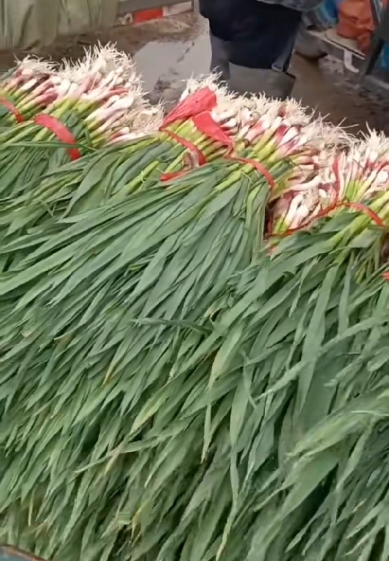 红根蒜苗5月中旬大量上市。红根蒜苗5月中旬大量上市。