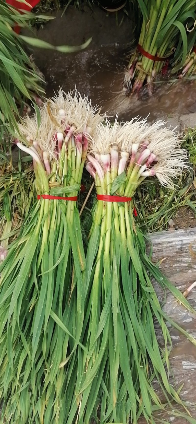 红根蒜苗5月中旬大量上市。红根蒜苗5月中旬大量上市。