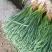 红根蒜苗5月中旬大量上市。红根蒜苗5月中旬大量上市。