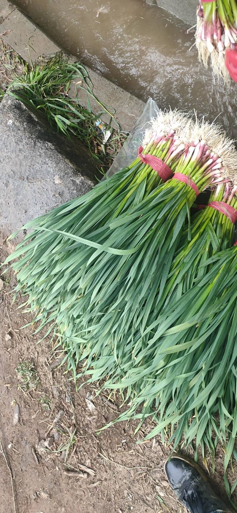 红根蒜苗5月中旬大量上市。红根蒜苗5月中旬大量上市。