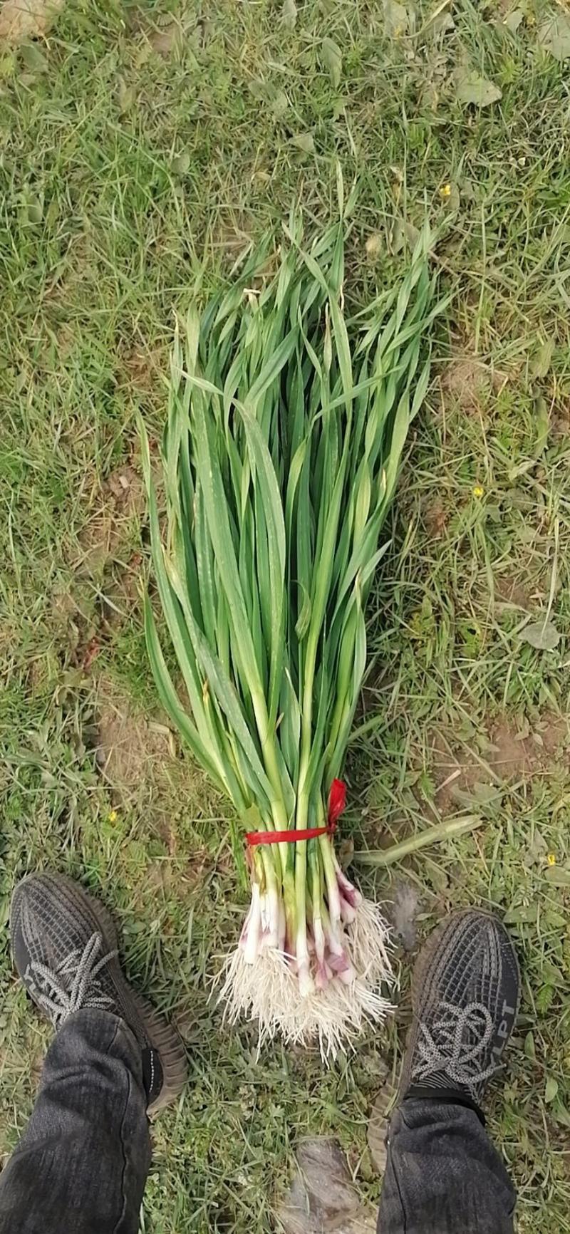 红根蒜苗5月中旬大量上市。红根蒜苗5月中旬大量上市。