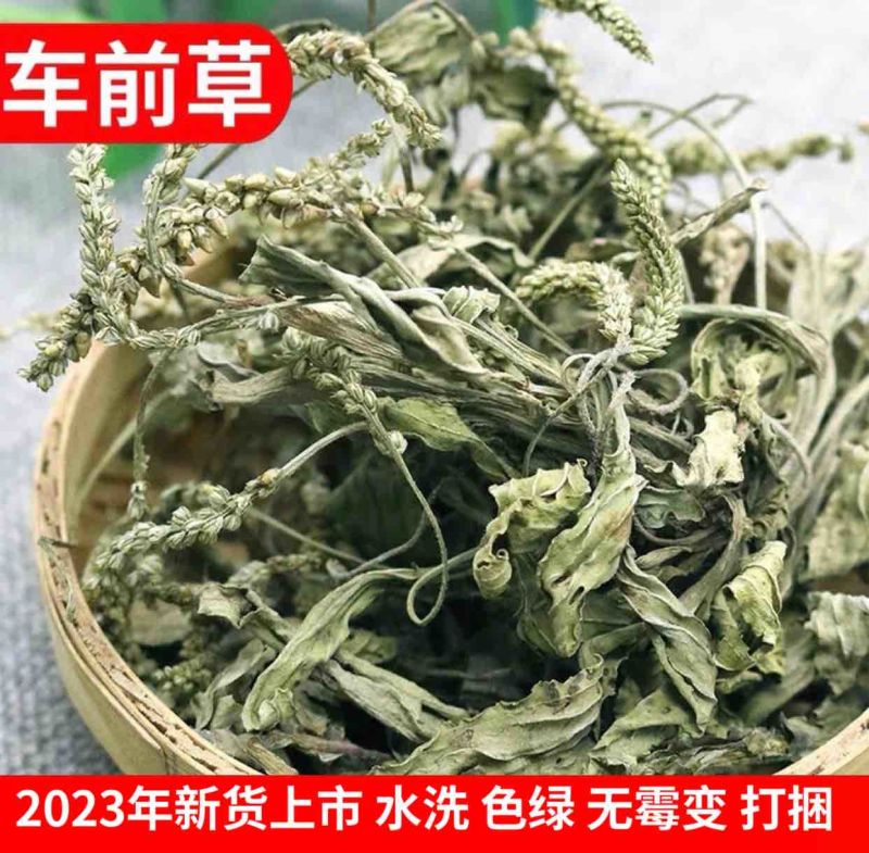 野生车前草车前菜茶药材干货干净全草整棵含量高无硫