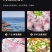 免浆黑鱼片250克每盒新鲜鱼肉制作免切免洗食材饭店批发