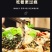 免浆黑鱼片250克每盒新鲜鱼肉制作免切免洗食材饭店批发