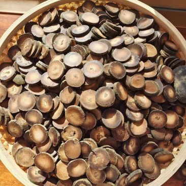 化橘红化州橘红片