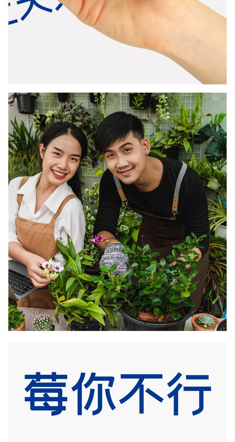 网红种植小盆栽儿童diy草莓种植罐头四叶草盆栽办公室迷你