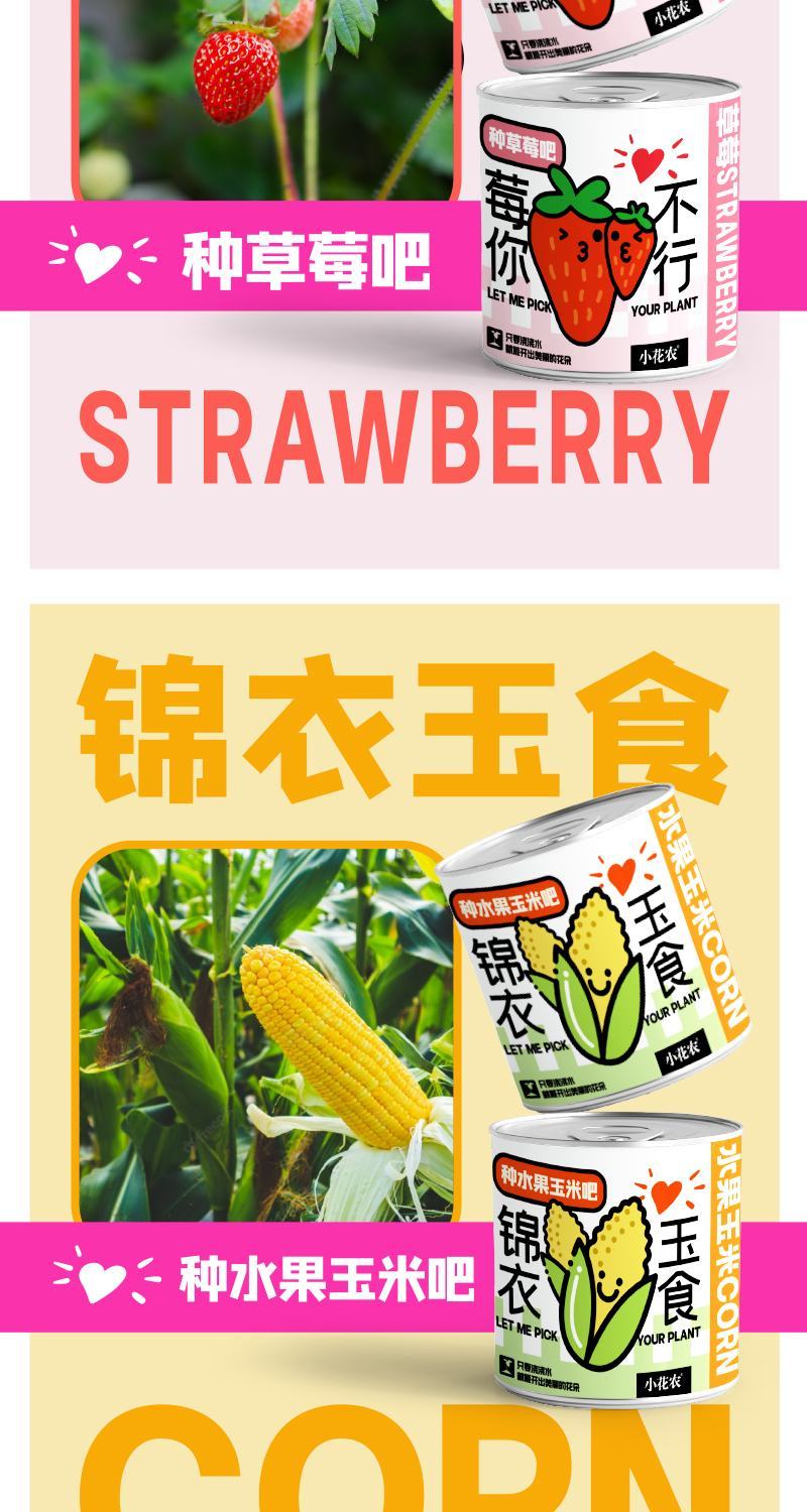 网红种植小盆栽儿童diy草莓种植罐头四叶草盆栽办公室迷你