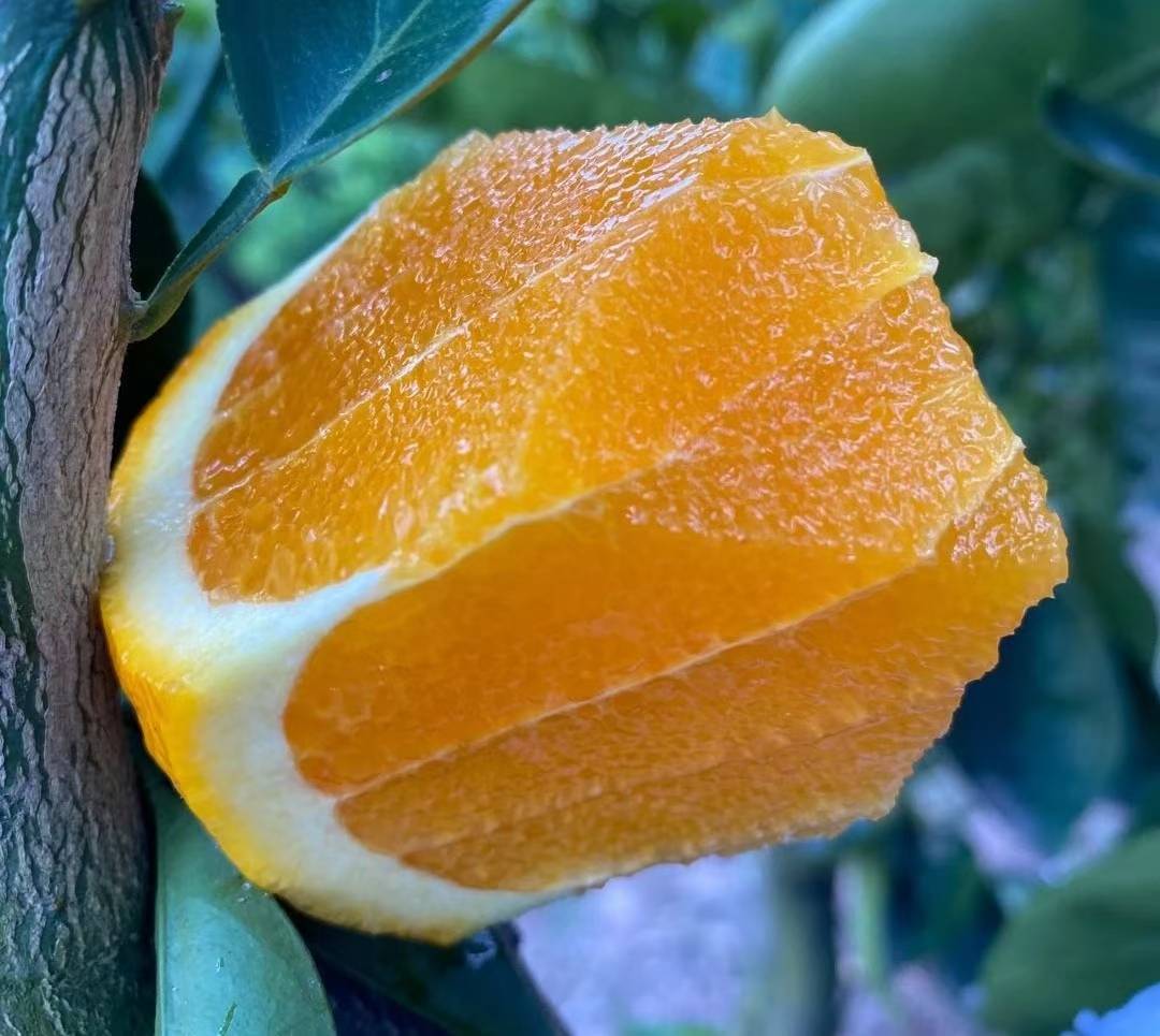 高清显微镜下的橙子果肉结构 橙子切开后的果肉细节