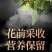 正品霍山铁皮石斛特级枫斗正宗5年生长鲜干条特级中药材正品