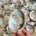 南非鲍鱼壳，石决明