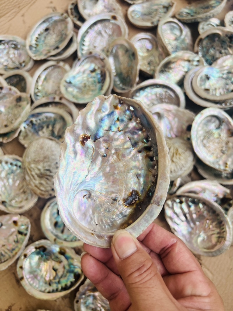 南非鲍鱼壳，石决明