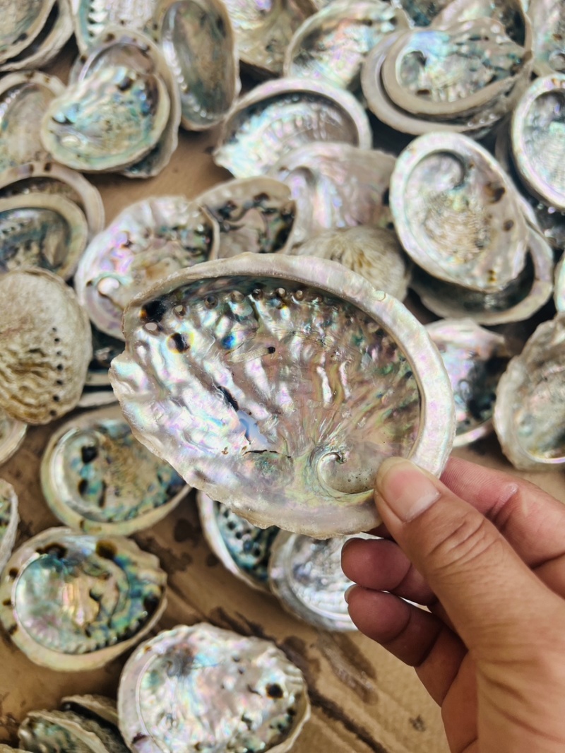 南非鲍鱼壳，石决明
