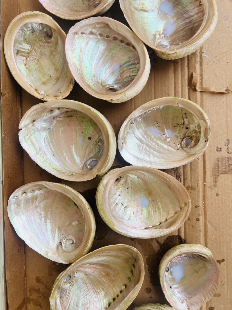 南非鲍鱼壳，石决明
