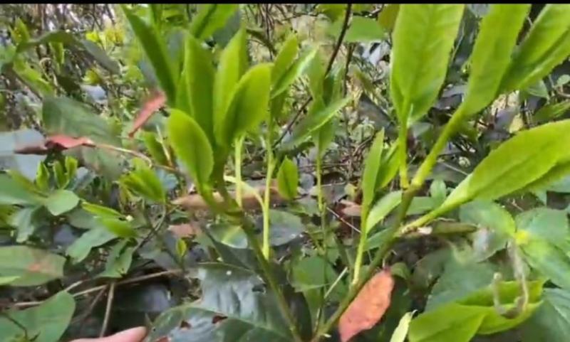 正宗高山野生清明茶