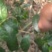 正宗高山野生清明茶