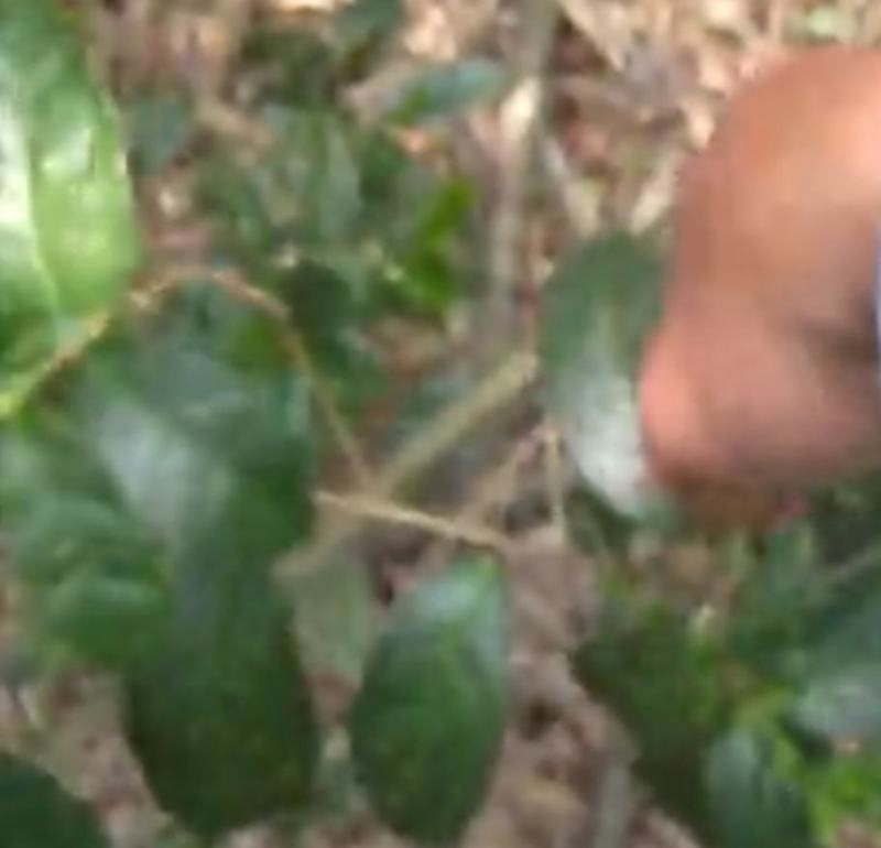 正宗高山野生清明茶