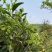正宗高山野生清明茶