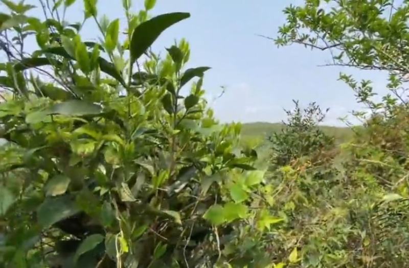 正宗高山野生清明茶