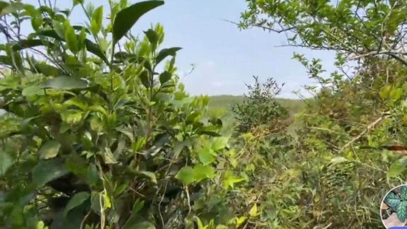 正宗高山野生清明茶