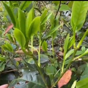 正宗高山野生清明茶