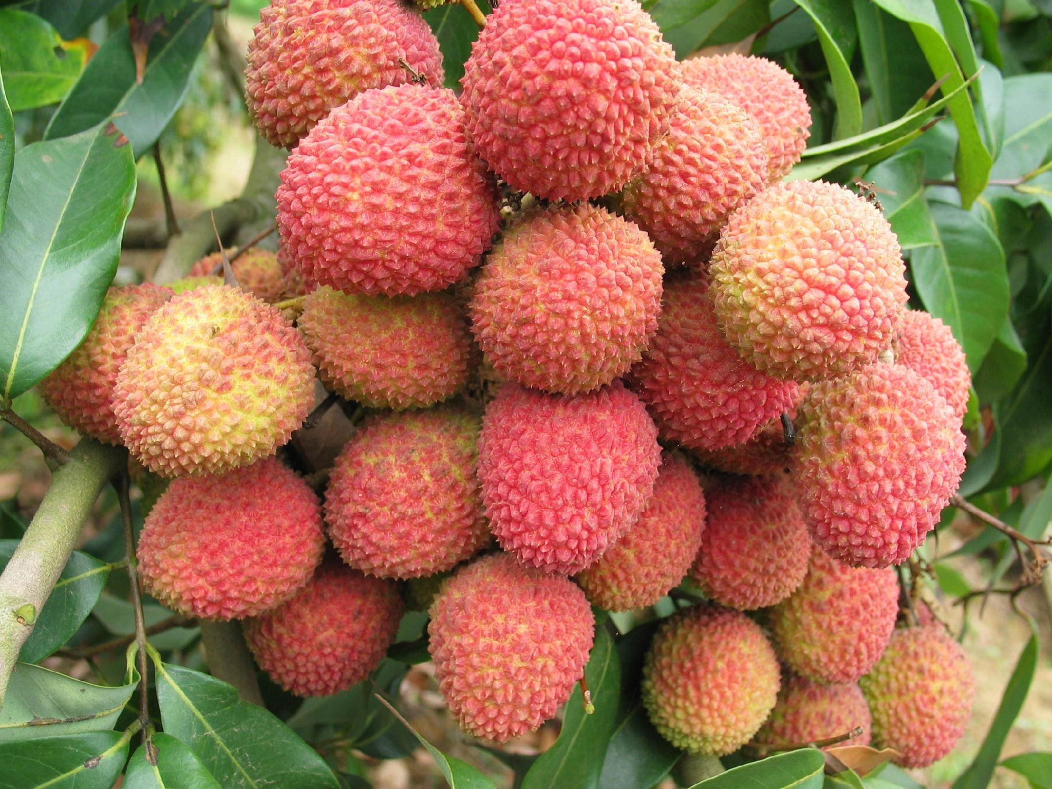 荔枝果干制作过程