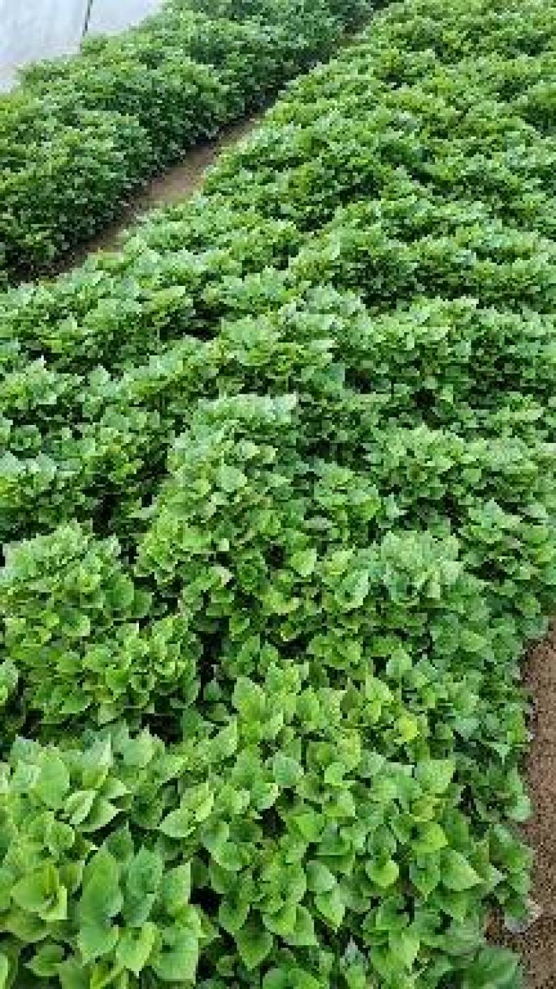 山东邹城，高淀粉济薯25苗，欢迎新老客户选购！