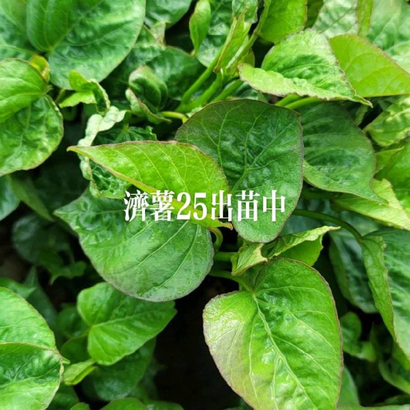 山东邹城，高淀粉济薯25苗，欢迎新老客户选购！