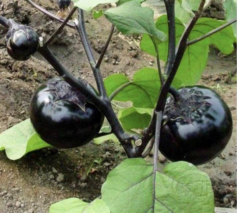 黑亮圆茄种子，抗病能力突出，果实近球形，肉质细腻，口感好