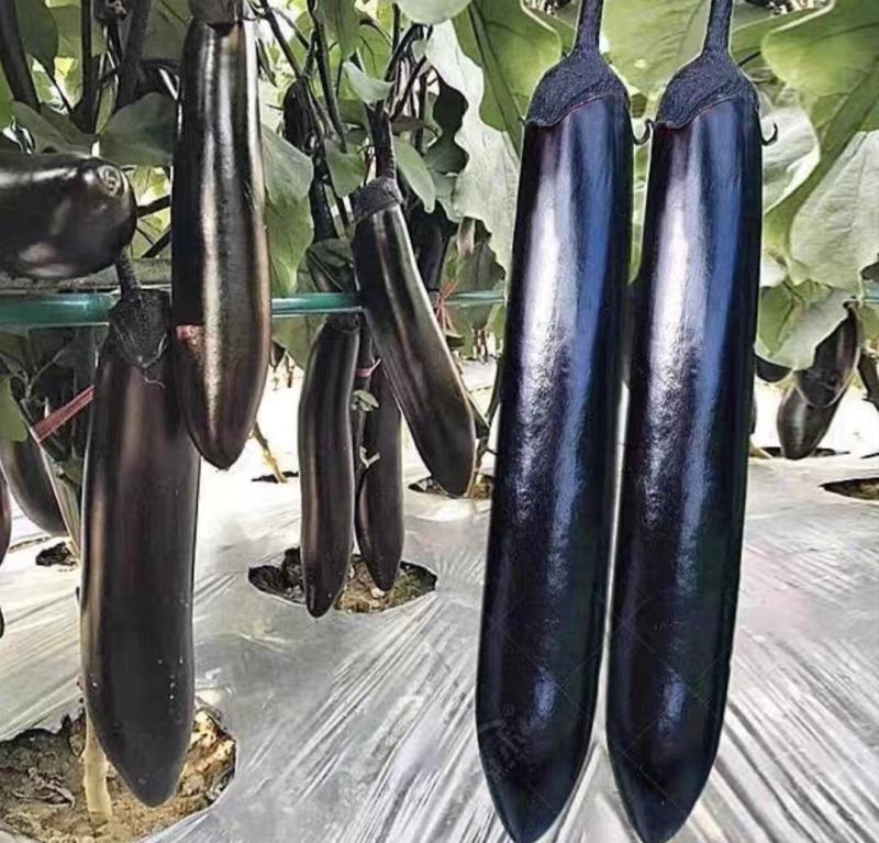 绿油亮罐茄茄子种子，有高产抗病潜力肉质细腻，青茄绿茄种子
