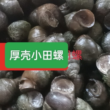 潜江田螺，壳厚肉鲜，可发往全国各地