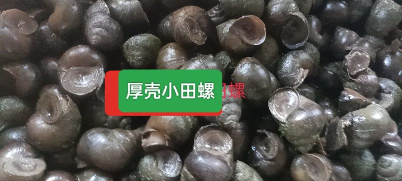 潜江田螺，壳厚肉鲜，可发往全国各地