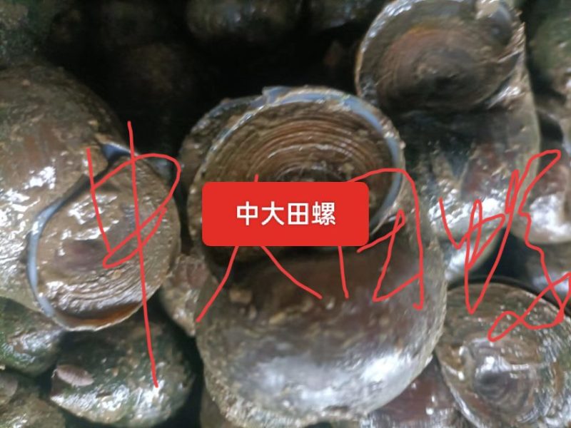 潜江田螺，壳厚肉鲜，可发往全国各地