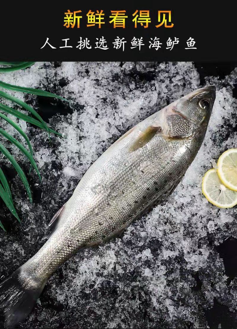 七星鲈鱼新鲜鲜活冷冻深海花鲈鱼开背黑鲈鱼鲞黄鱼去内脏海鲜