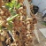 岷县当归头无硫煲汤中药材批发干货精选特产产地发货过筛