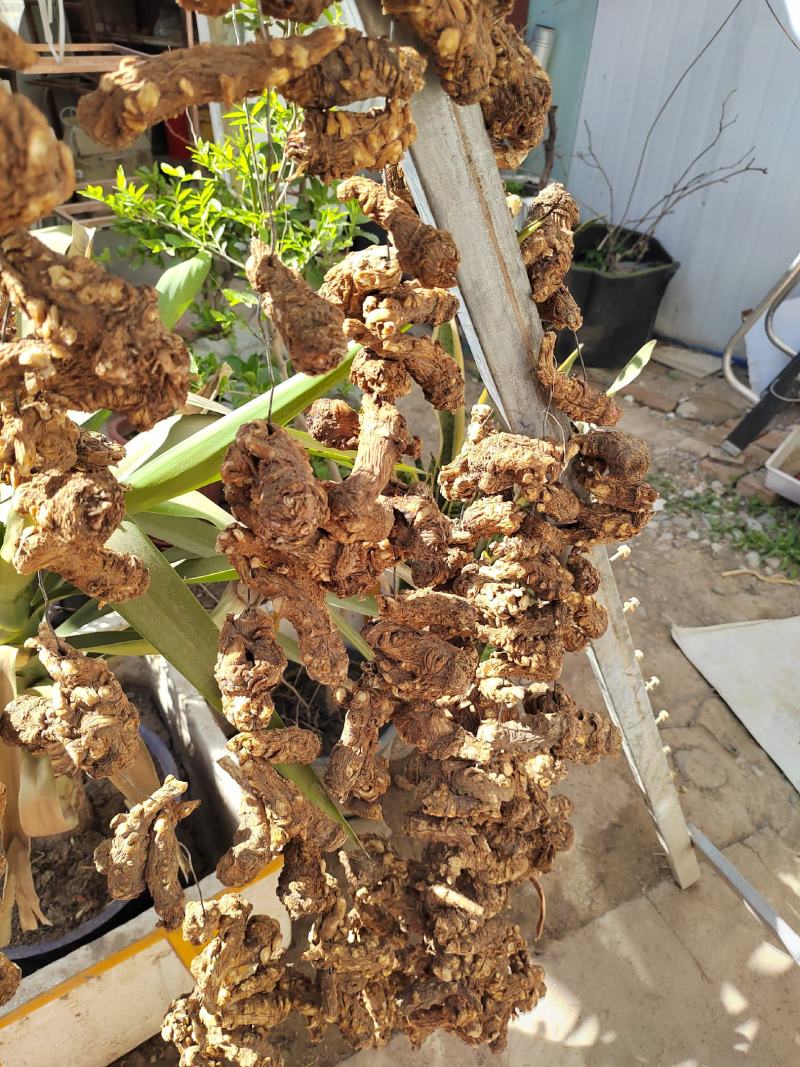岷县当归头无硫煲汤中药材批发干货精选特产产地发货过筛