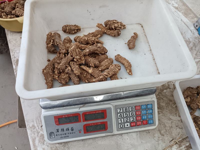 岷县当归头无硫煲汤中药材批发干货精选特产产地发货过筛