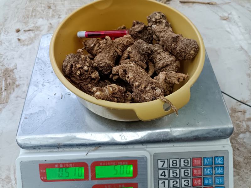 岷县当归头无硫煲汤中药材批发干货精选特产产地发货过筛