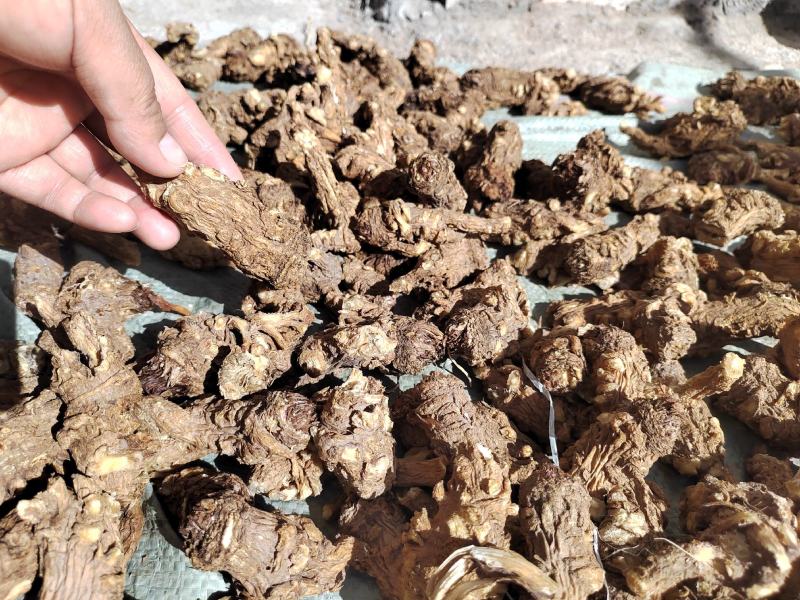 岷县当归头无硫煲汤中药材批发干货精选特产产地发货过筛