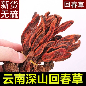 云南野生不老草回春草顶天柱男性泡茶泡酒料起阳草多规格