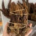 云南野生不老草回春草顶天柱男性泡茶泡酒料起阳草多规格