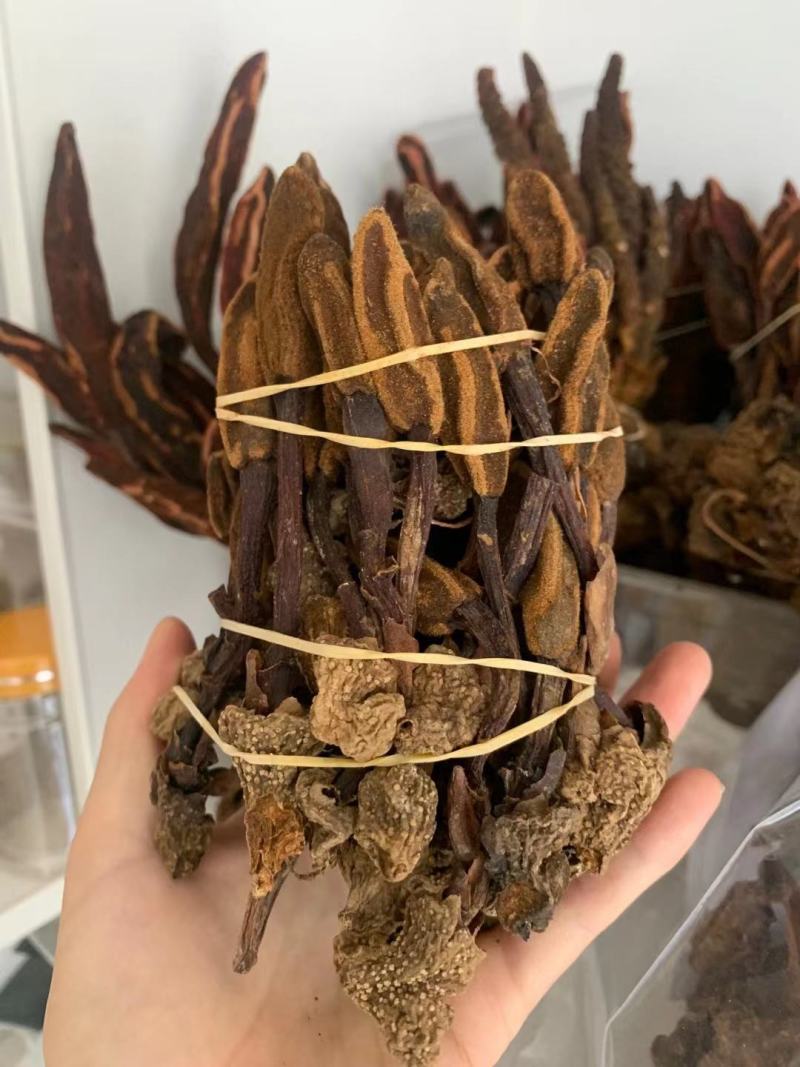 云南野生不老草回春草顶天柱男性泡茶泡酒料起阳草多规格