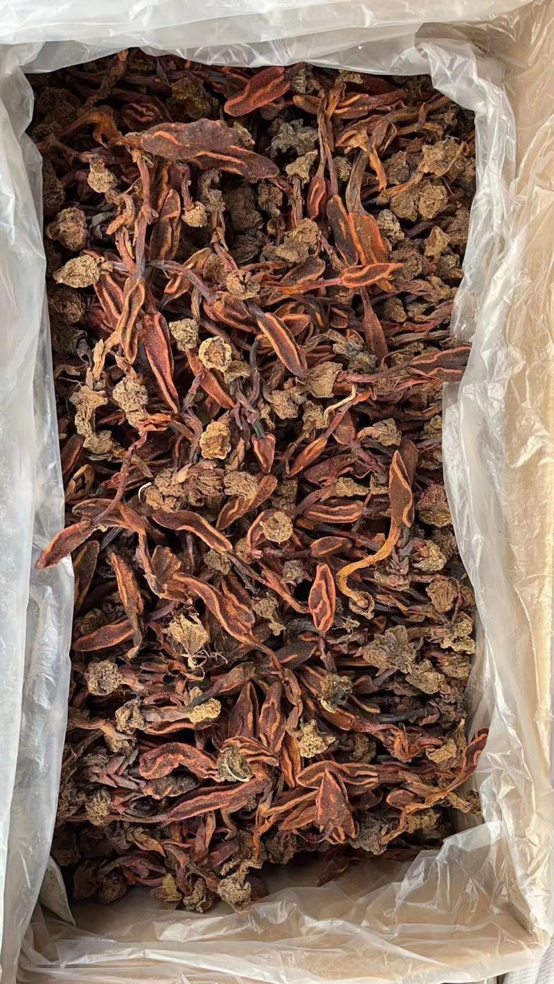 云南野生不老草回春草顶天柱男性泡茶泡酒料起阳草多规格