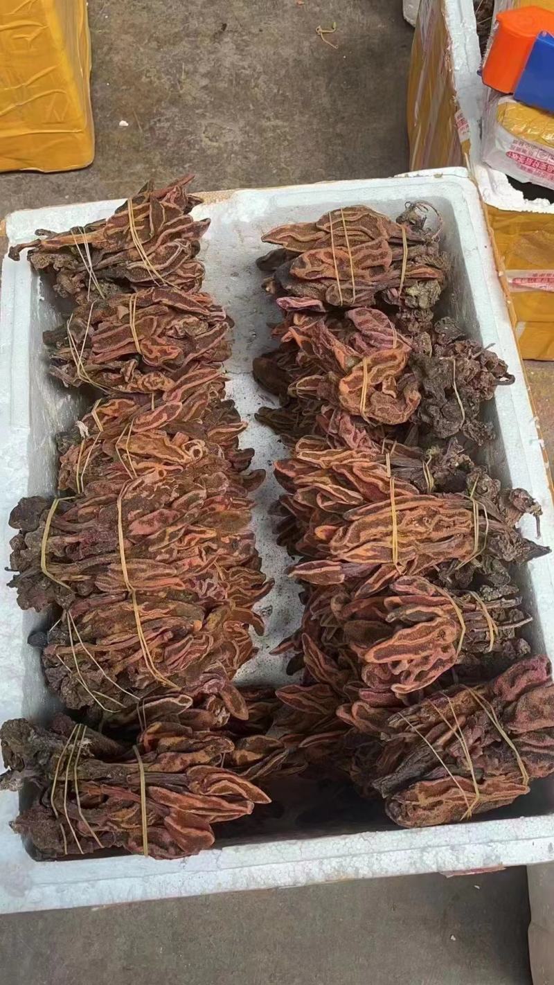 云南野生不老草回春草顶天柱男性泡茶泡酒料起阳草多规格