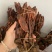 云南野生不老草回春草顶天柱男性泡茶泡酒料起阳草多规格