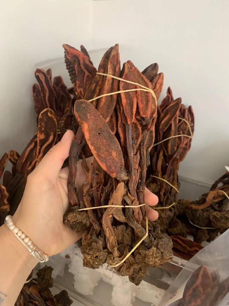 云南野生不老草回春草顶天柱男性泡茶泡酒料起阳草多规格
