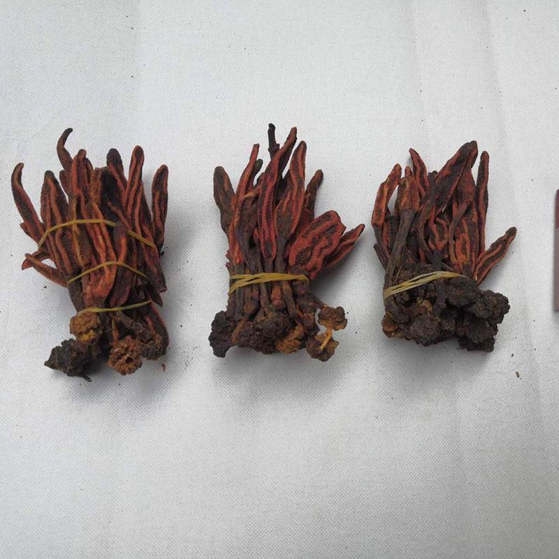 云南野生不老草回春草顶天柱男性泡茶泡酒料起阳草多规格
