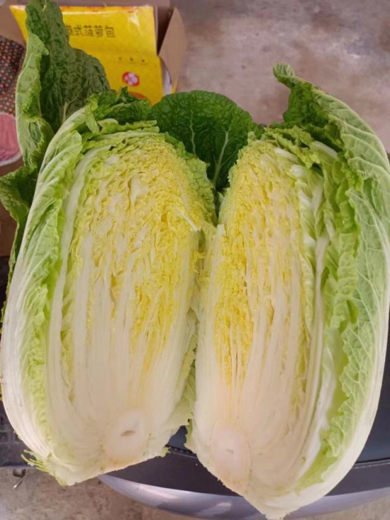 黄心白菜去根半毛菜无烧心无虫眼专业装车码菜团队欢迎联系