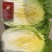 黄心白菜去根半毛菜无烧心无虫眼专业装车码菜团队欢迎联系