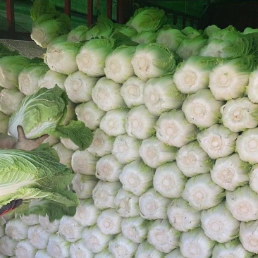 安阳精品黄心白菜专业产区代办收菜码菜一条龙服务欢迎联系