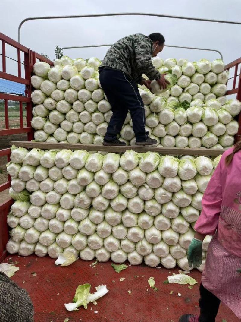 安阳精品黄心白菜专业产区代办收菜码菜一条龙服务欢迎联系